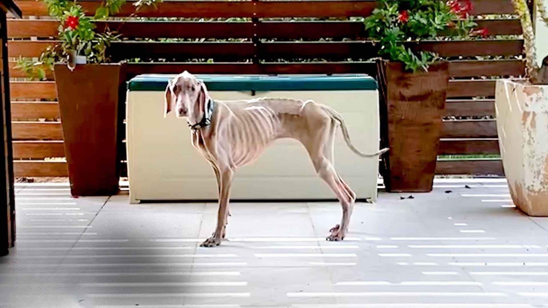 Dog Harlow’s Life Transformed After Rare Diagnosis