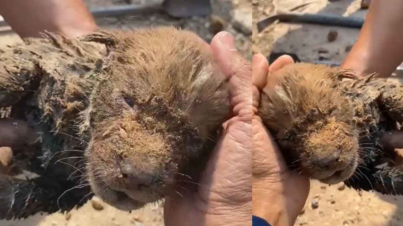 A Retriever Pup’s Drain Rescue