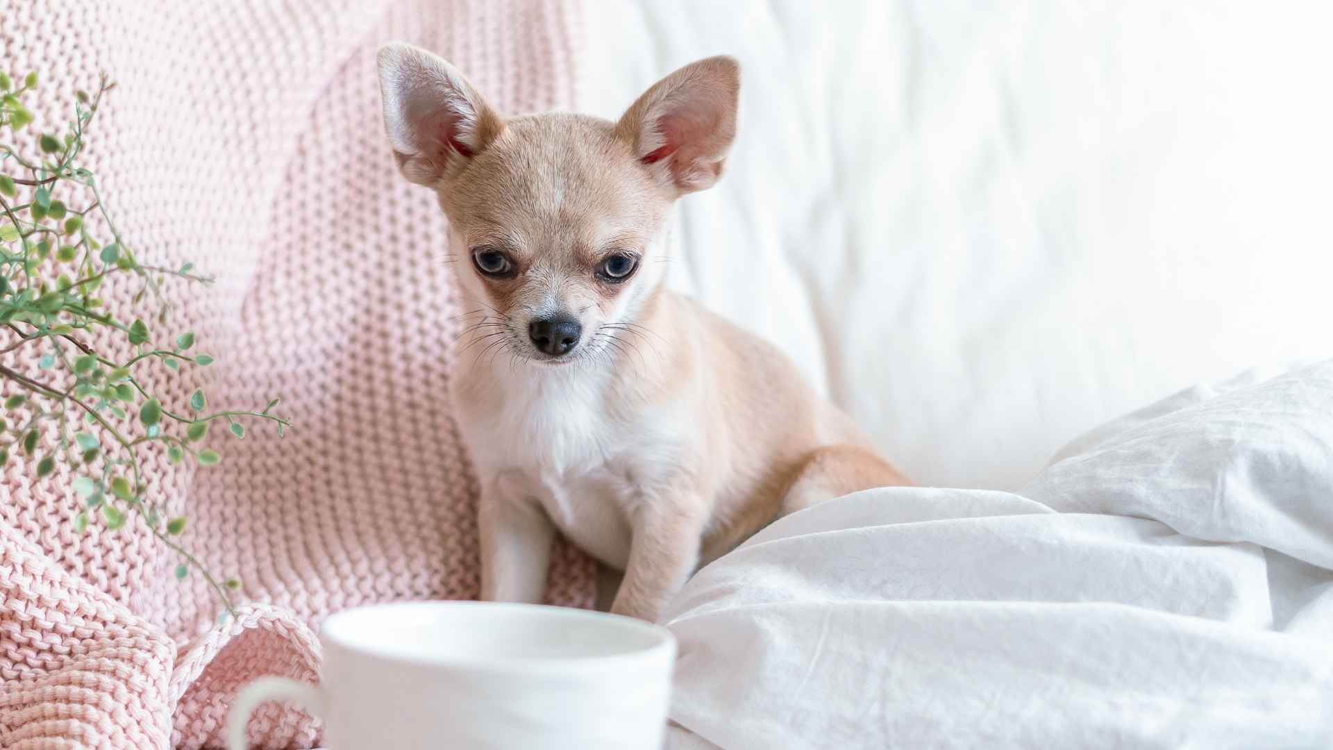 Gentle Teacup Dog Breeds