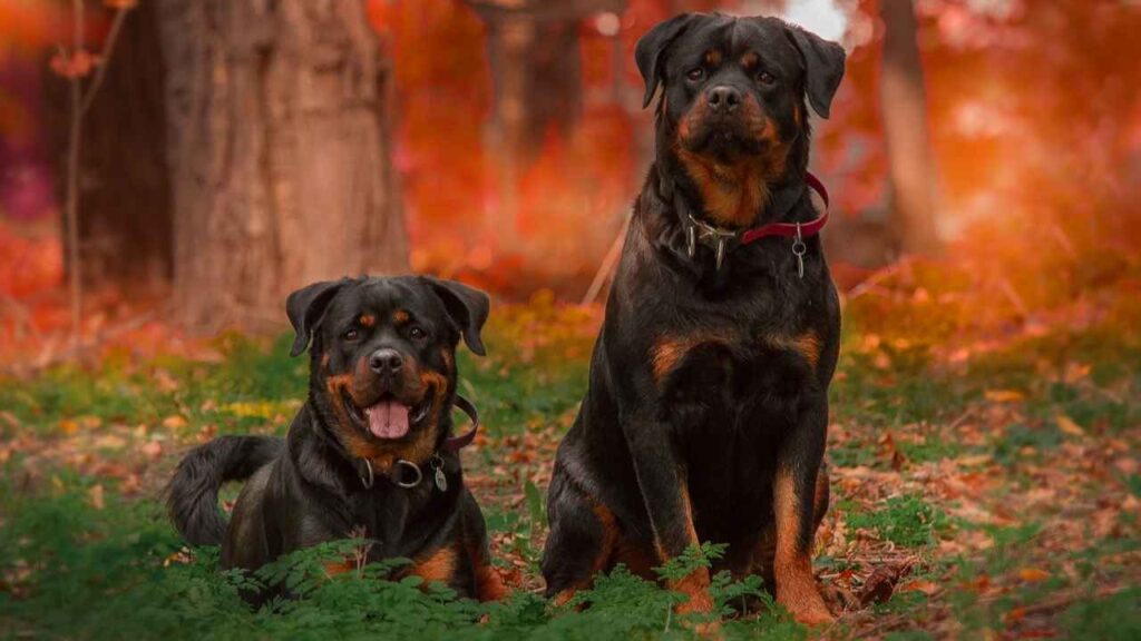 german rottweiler