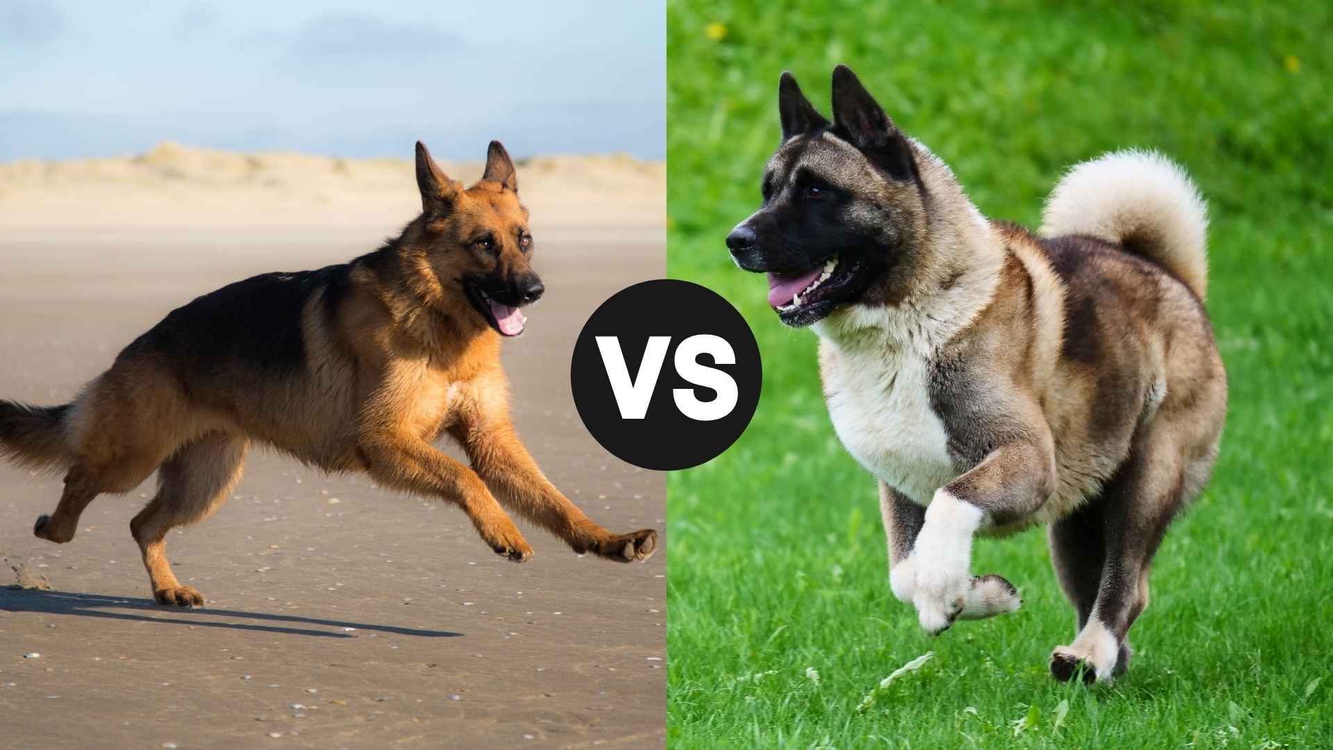 German Shepherd vs. Akita: Loyalty, Power, and the Perfect Protector