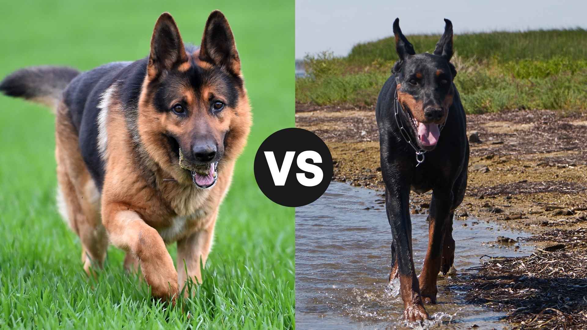 German Shepherd vs. Doberman Pinscher: Which Breed Is Right for You?
