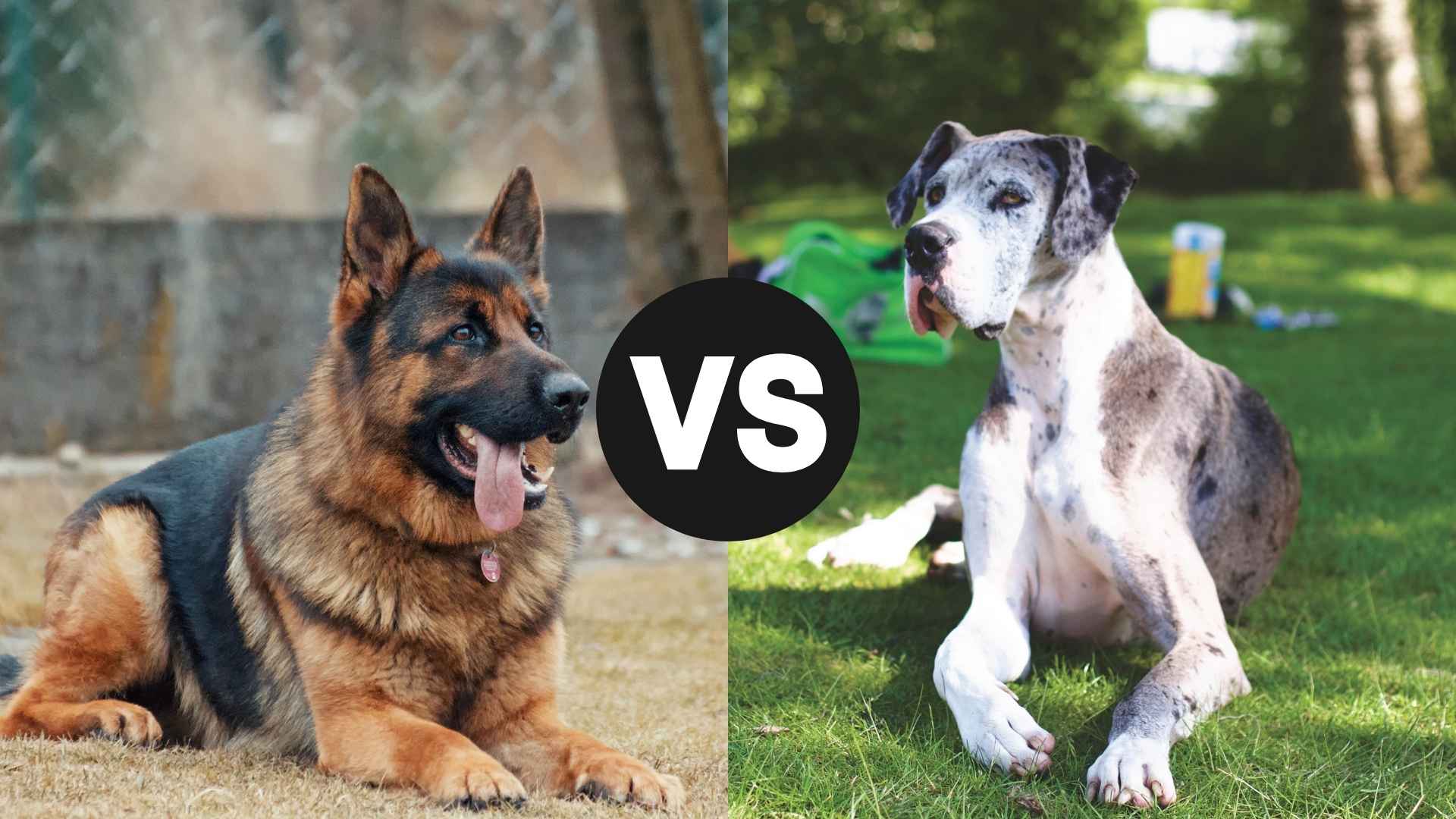 German Shepherd vs. Great Dane: Head-to-Head Breed Showdown