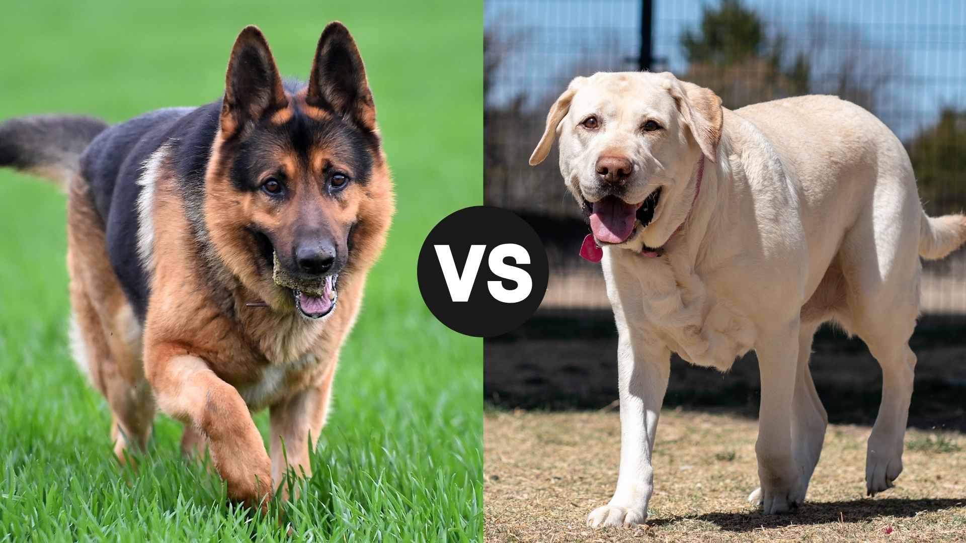 German Shepherd vs. Labrador Retriever: Which Breed Is Right for You?