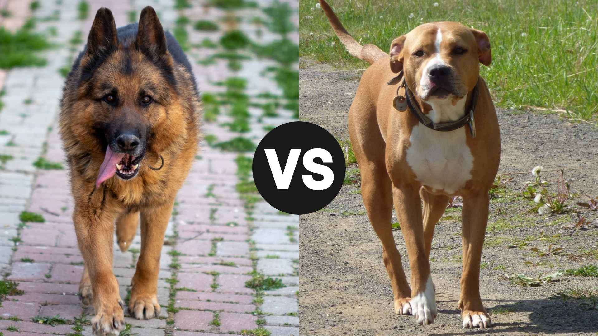 German Shepherd vs. Pit Bull: What Sets the Two Breeds Apart