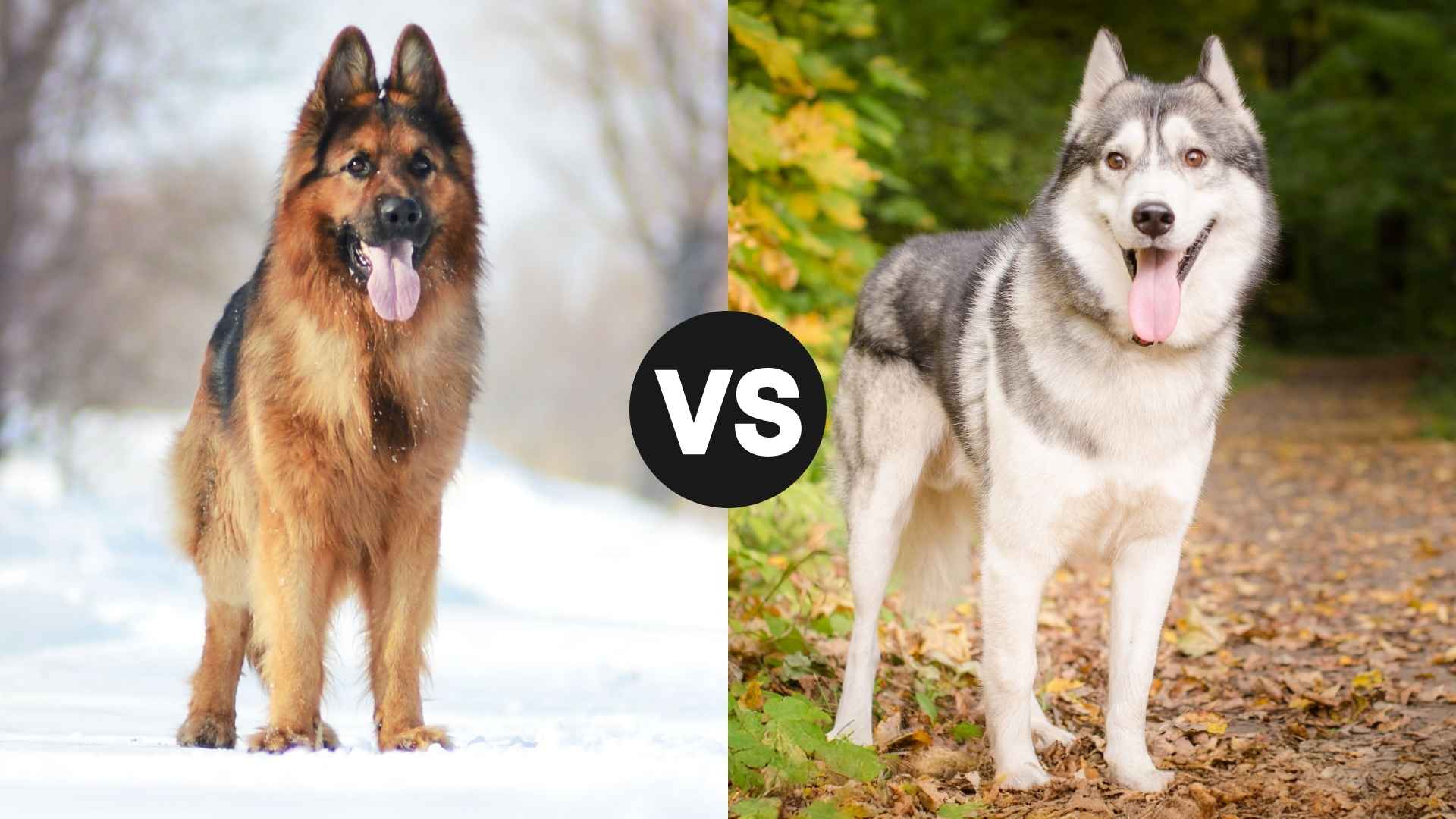 German Shepherd vs. Siberian Husky: Let’s Break Down the Big Dog Debate!