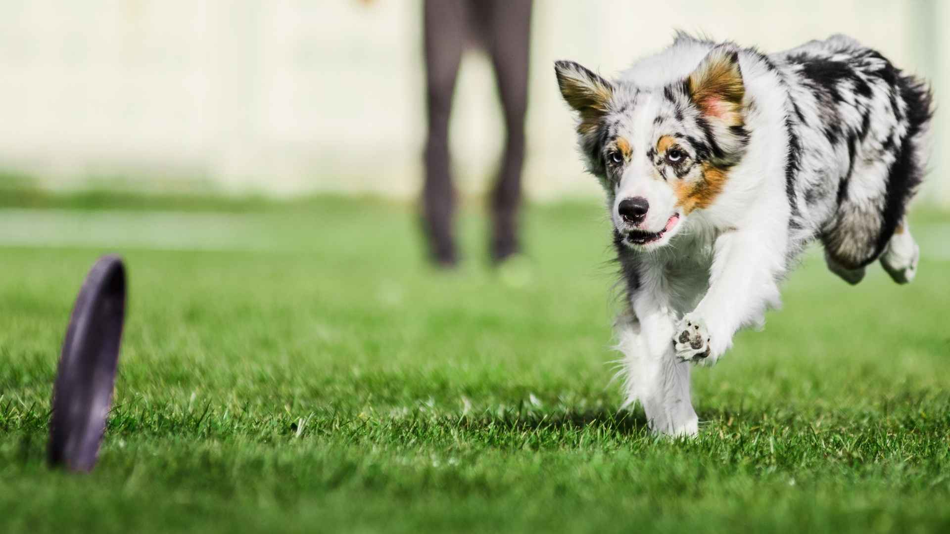 7 Hyperactive Companion Dog Breeds: With Exploding Energy
