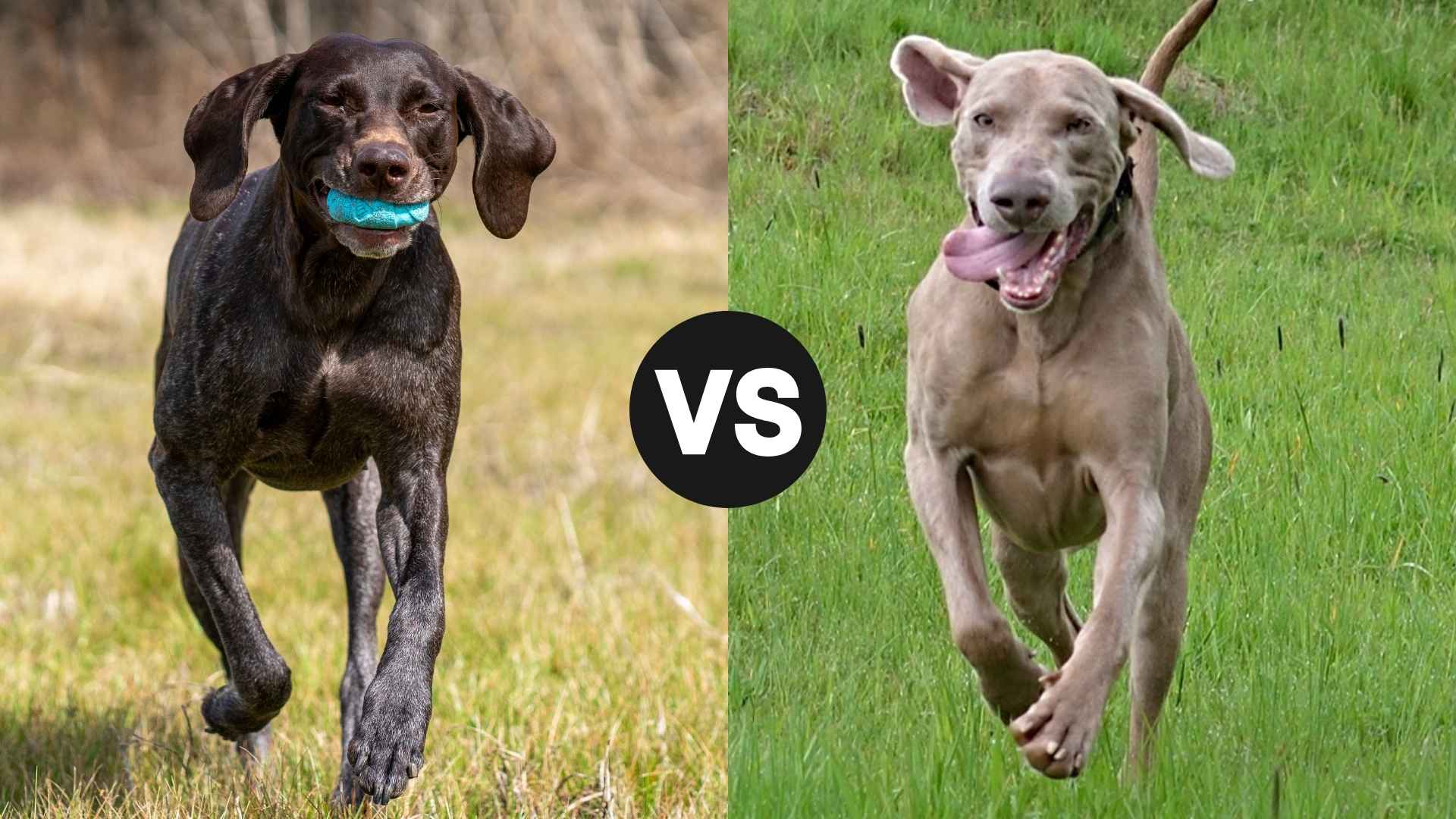 German Shorthaired Pointer vs. Weimaraner: Which Hunting Dog Reigns Supreme?
