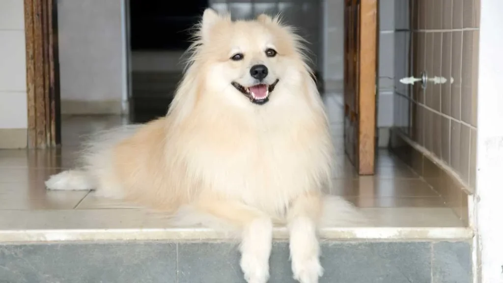 German Spitz