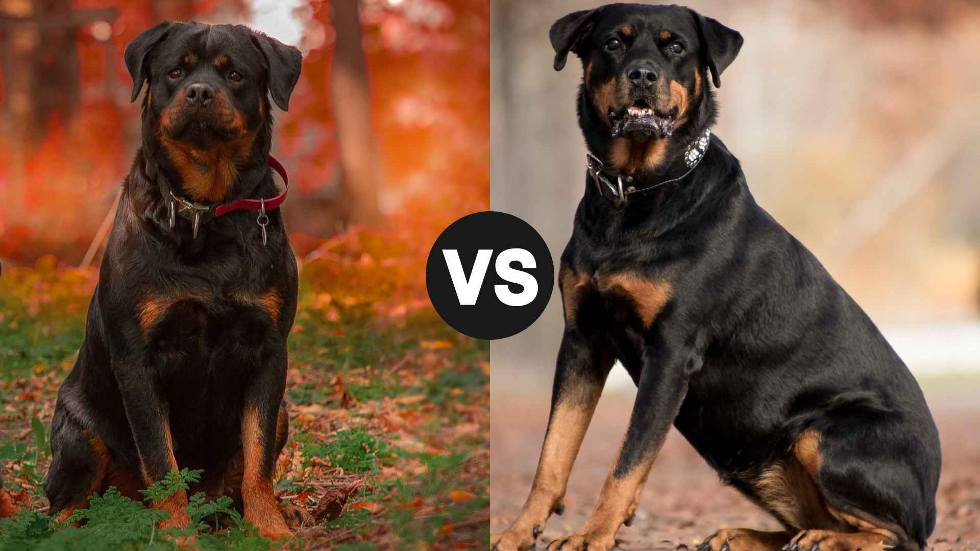 German vs. American Rottweiler: Which One Will Be Your Perfect Companion