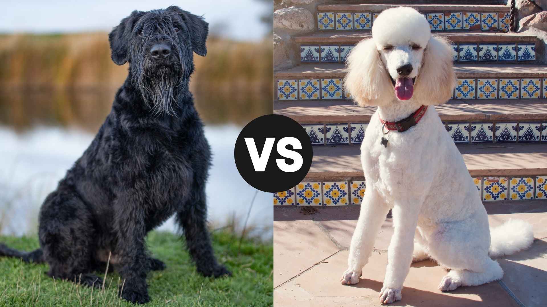 Giant Schnauzer vs. Standard Poodle: Side-by-Side Comparison for Pet Parents