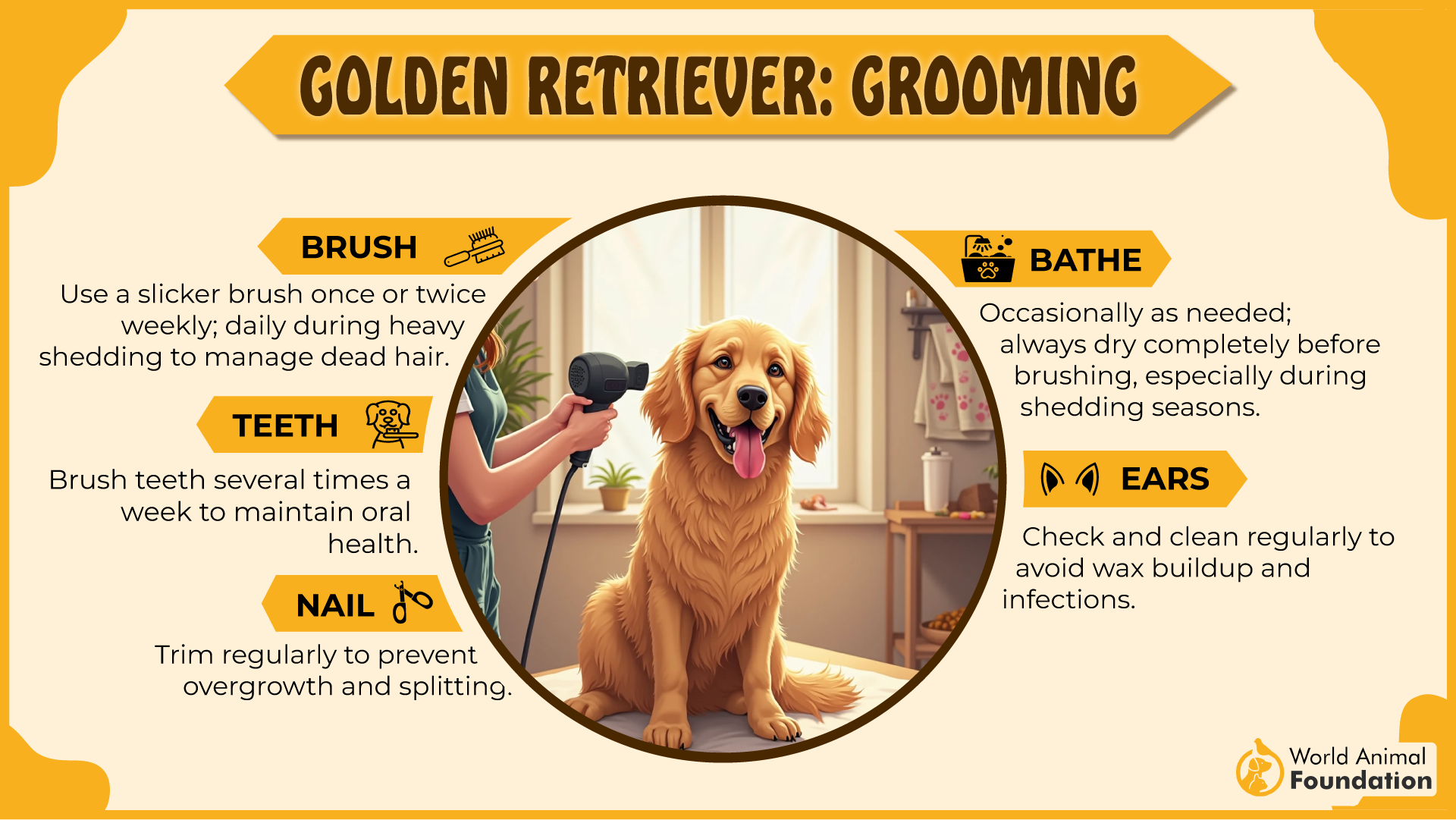 Golden Retriever grooming