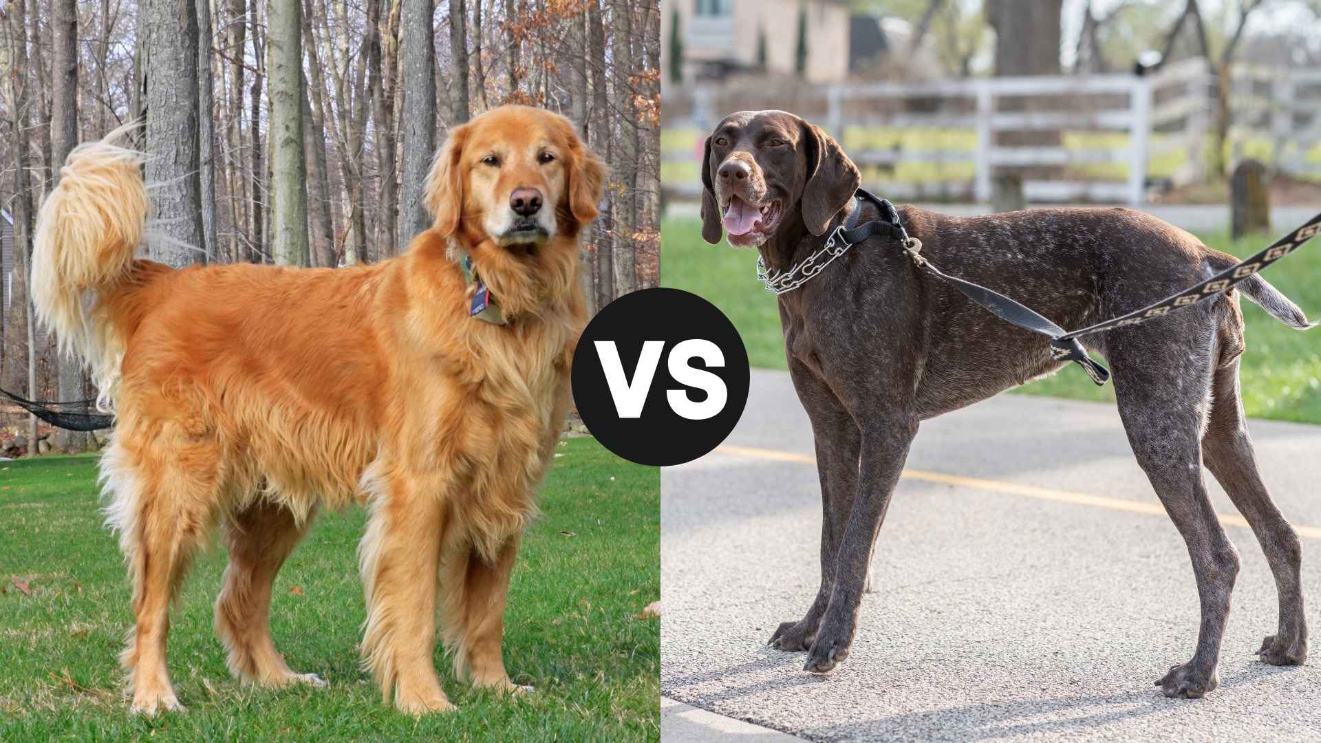 Golden Retriever vs. German Shorthaired Pointer: Which Breed Suits You?