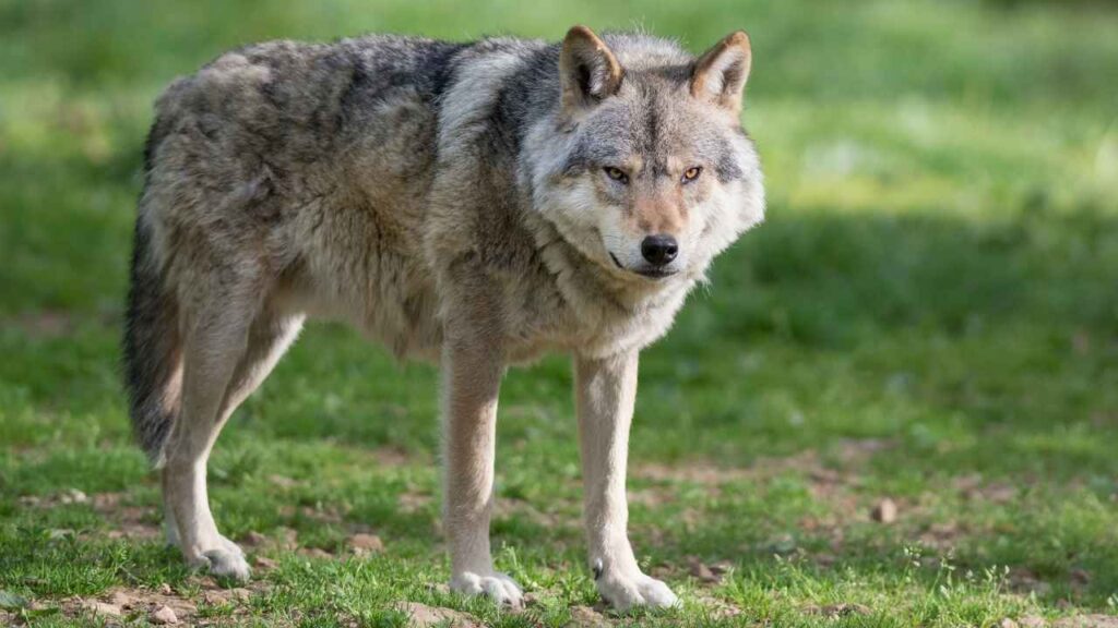 Gray Wolf
