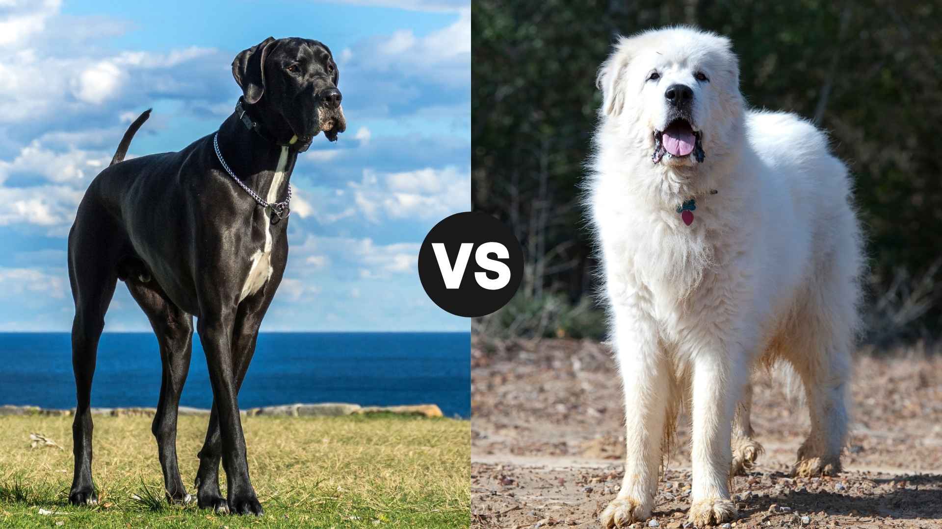 Great Dane vs. Great Pyrenees: Which Majestic Dog Fits Your Life?