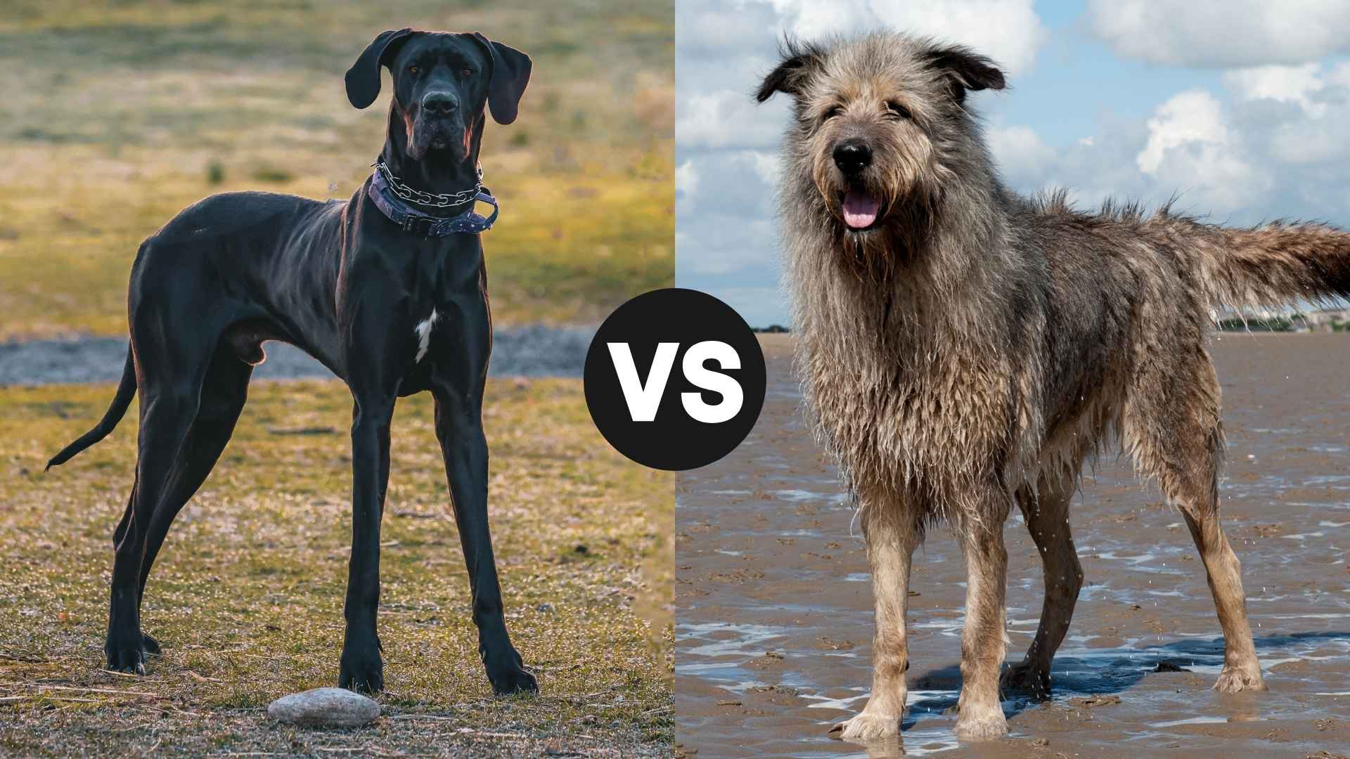 Great Dane vs. Irish Wolfhound: Heartfelt Comparison of Two Loving Giants