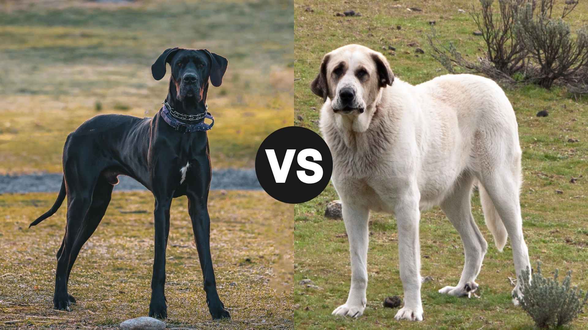 Great Dane vs. Mastiff: Everything You Need to Know Before Choosing