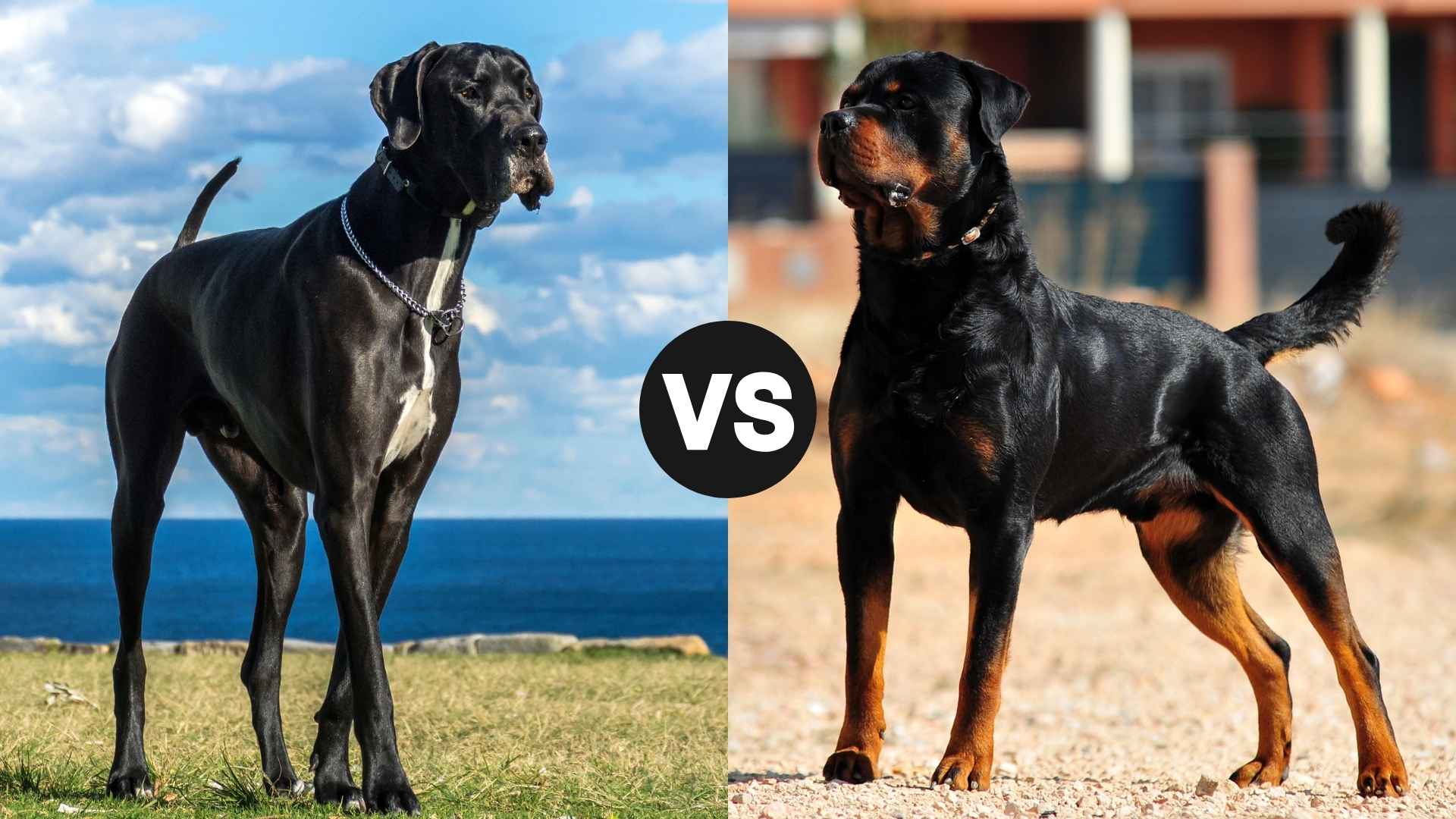 Great Dane vs. Rottweiler: Choosing the Right Dog for Your Home