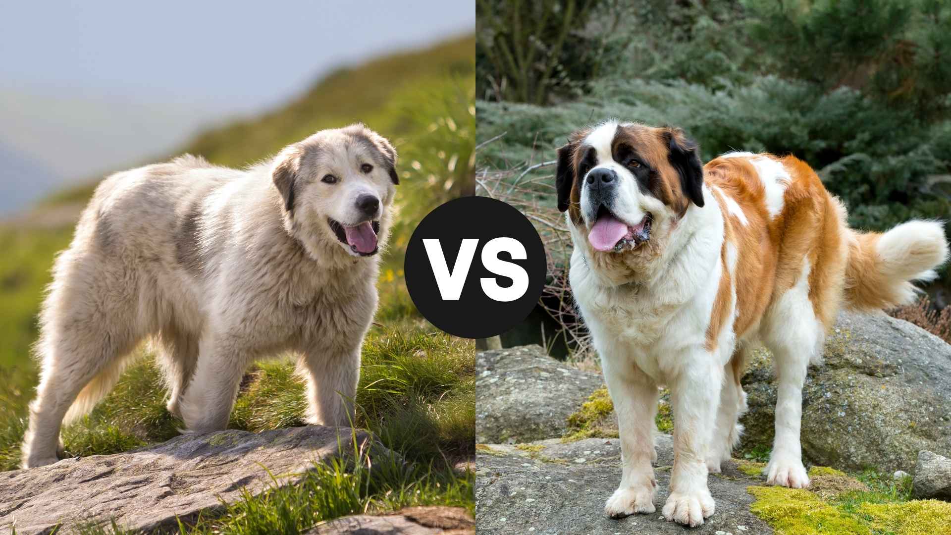 Great Pyrenees vs. Saint Bernard What are the Key Differences