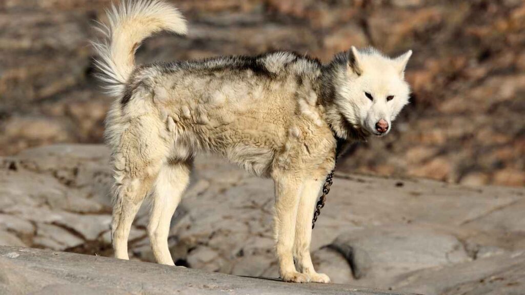 Greenland Sled Dog