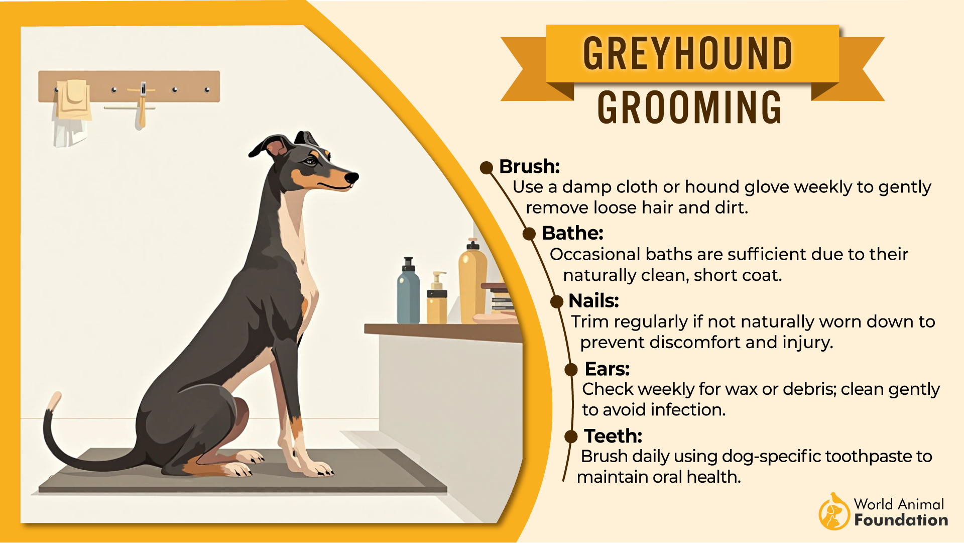 Greyhound grooming