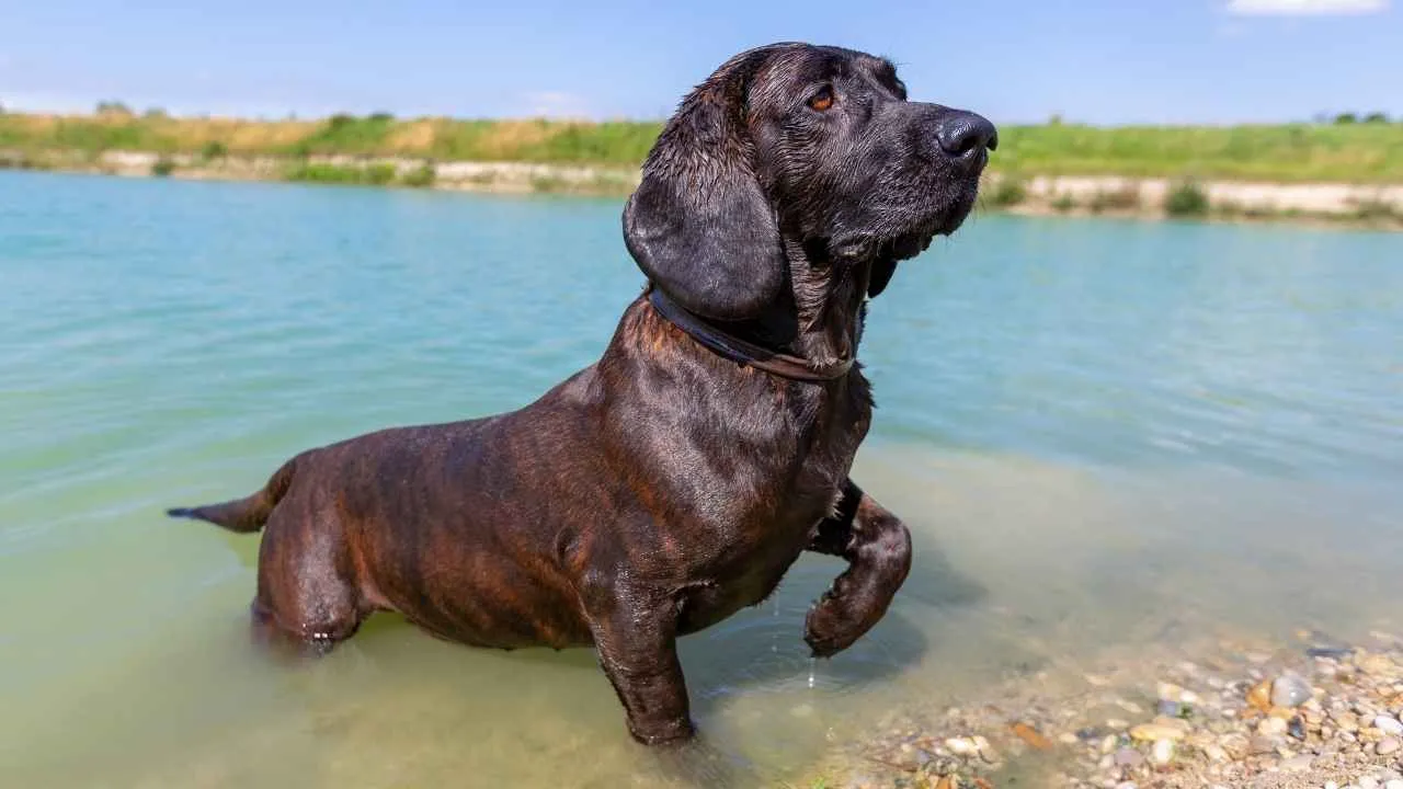 Hanoverian Scenthound