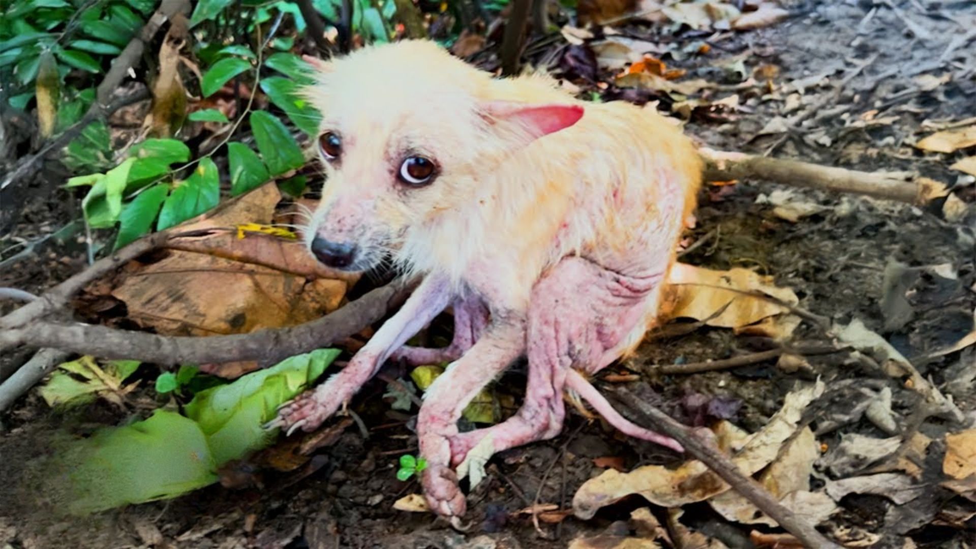Hope the Dog’s Journey: From Illness to Forever Love