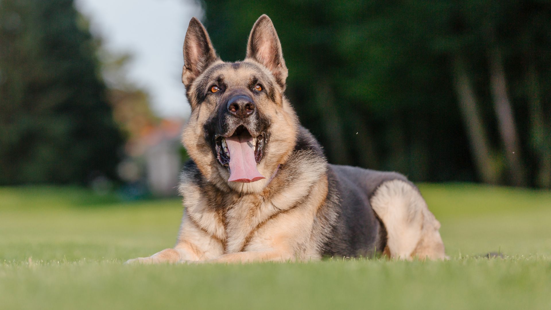 Independent Guard Dog Breeds