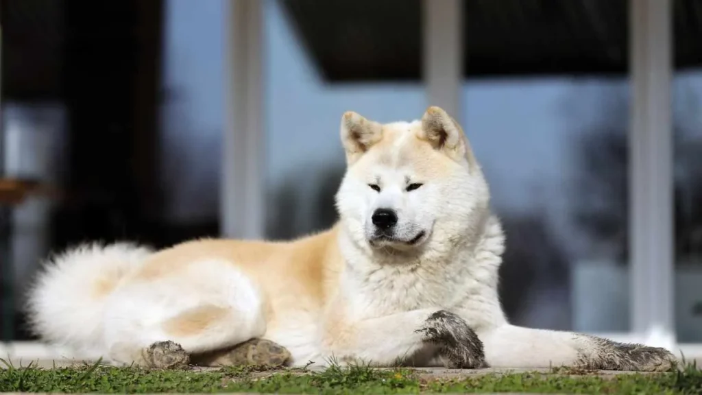 Akita