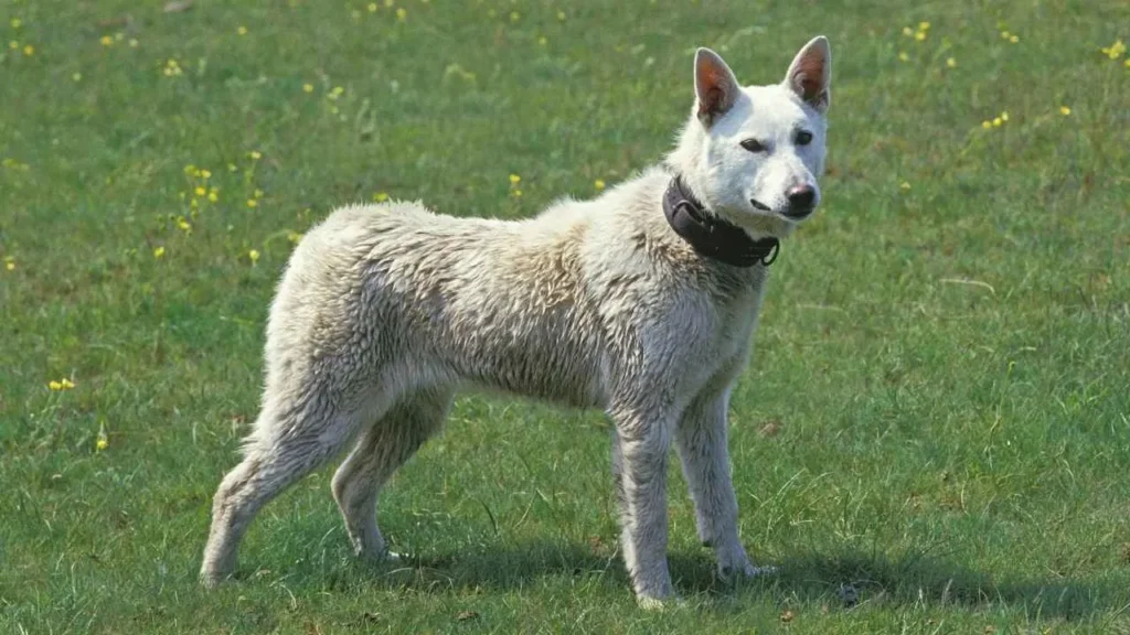 Kishu Ken