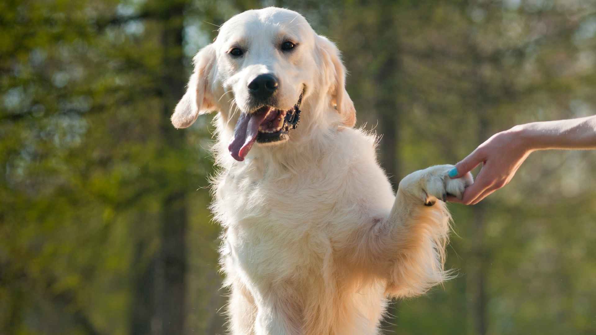 Low Friendliness Dog Breeds