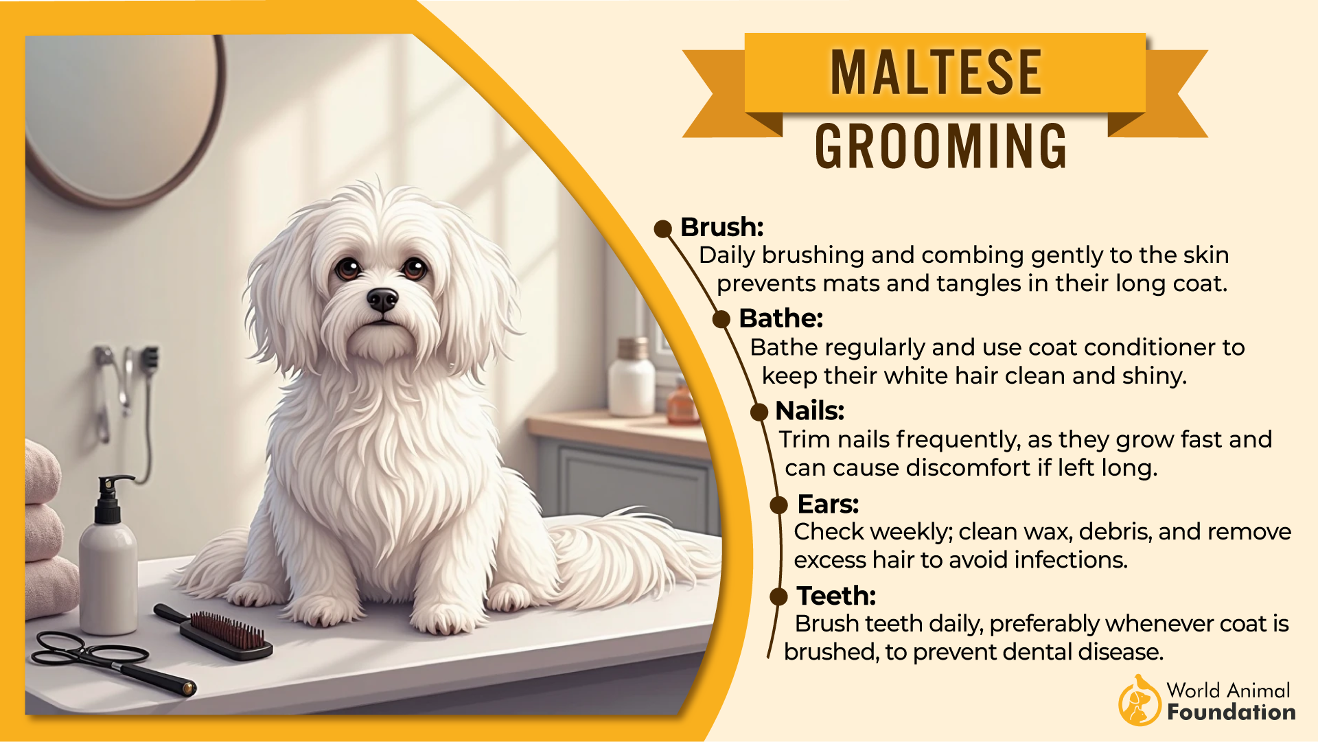 Maltese grooming