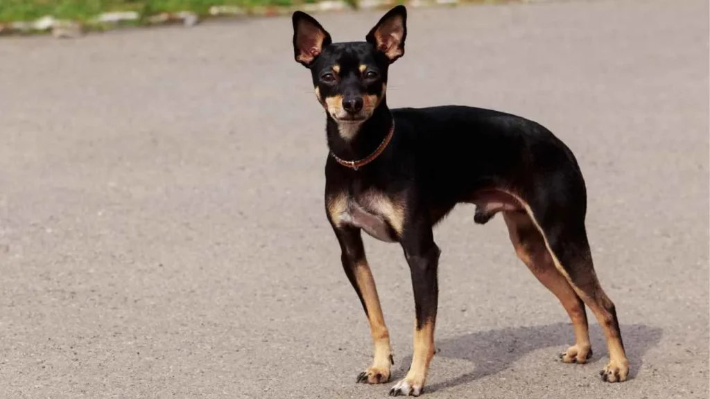 Toy Manchester Terrier