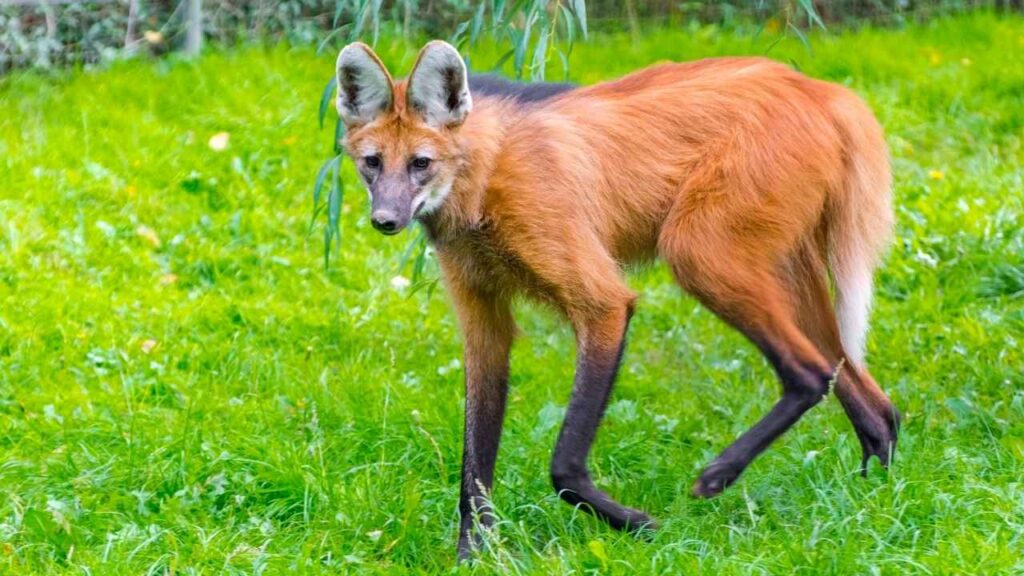 Maned Wolf