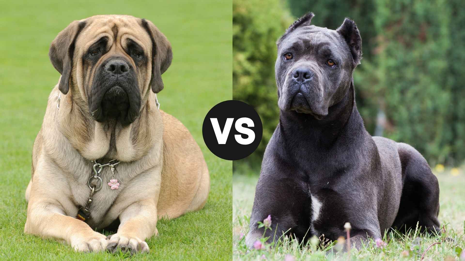 Mastiff vs. Cane Corso: What You Need to Know Before Choosing