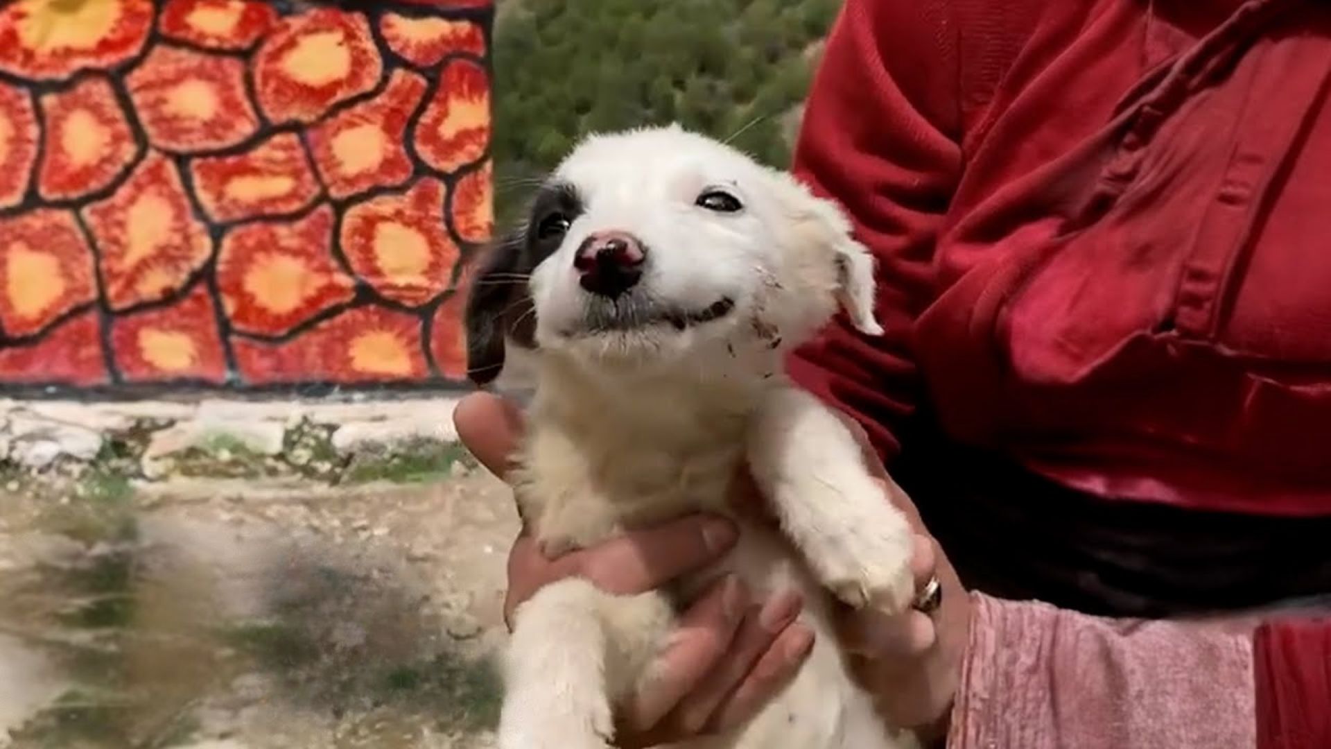 Mia’s New Beginning From Rescued Puppy to Joyful Dog