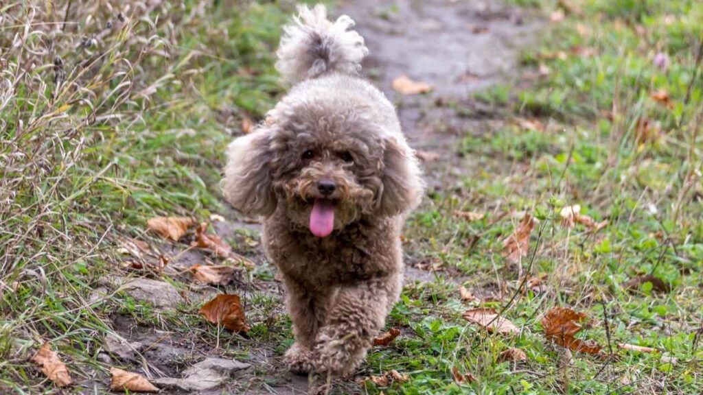 Miniature Poodle