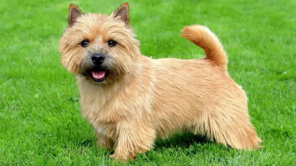 Norwich Terrier
