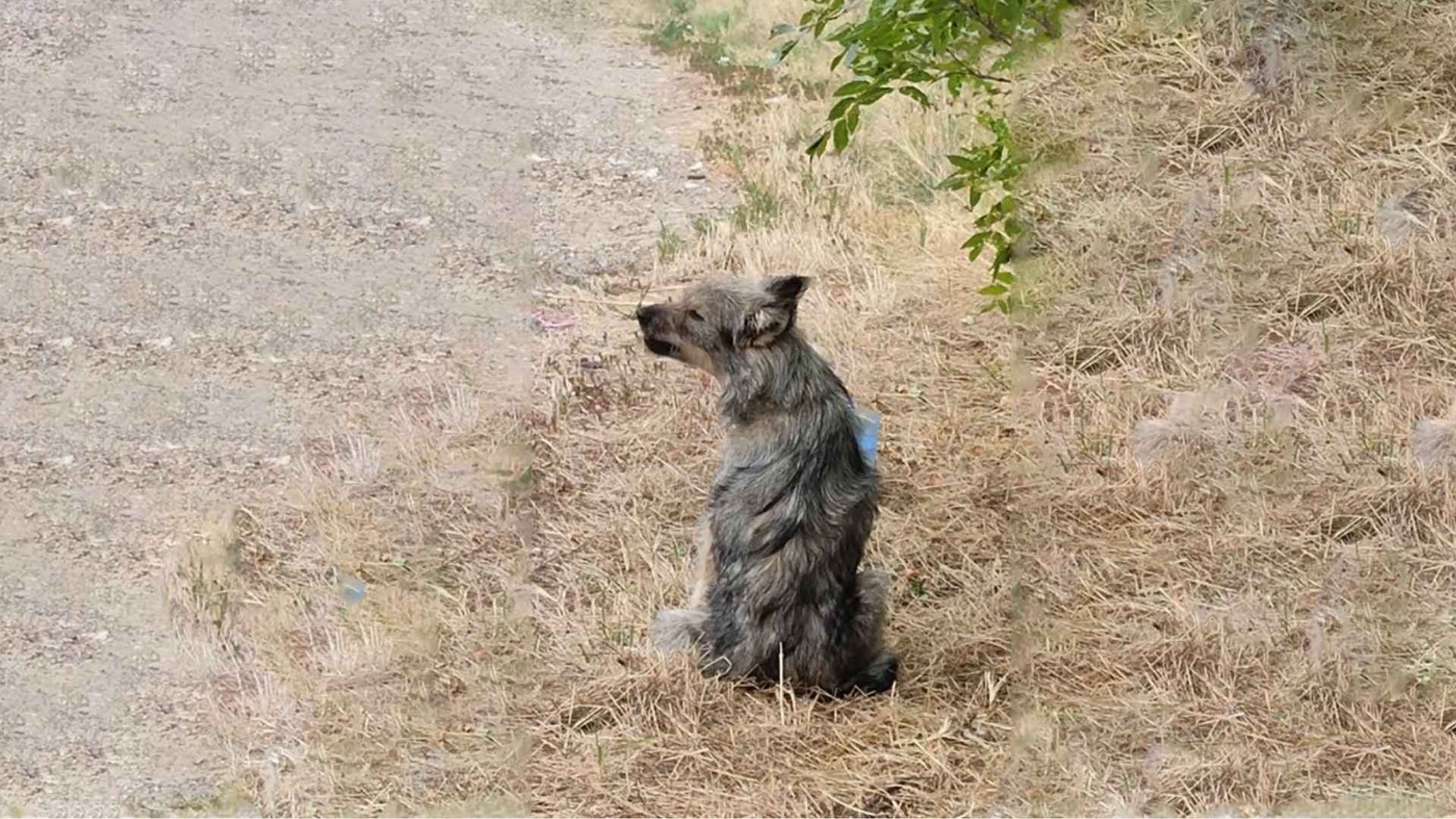 Peggy the Dog Waited for Love by the Roadside