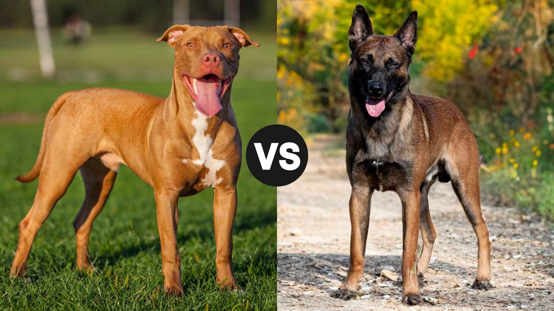 Pit Bull vs. Belgian Malinois: The Ultimate Comparison Guide