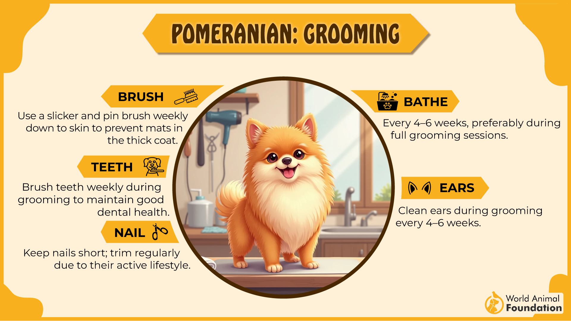 Pomeranian Dog grooming
