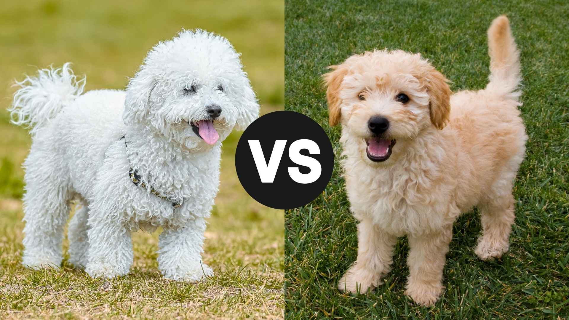 Poodle vs. Goldendoodle: Which Dog Breed Fits Your Lifestyle?
