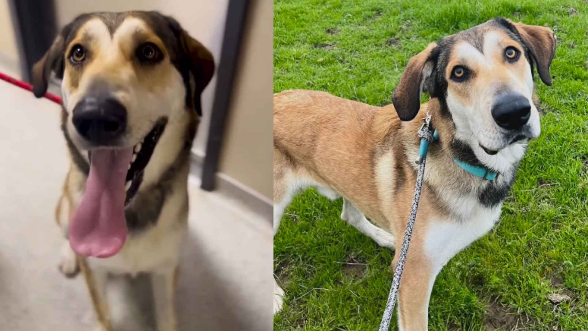 Anatolian Shepherd Dog, S’mores, Finds Love After Rejection