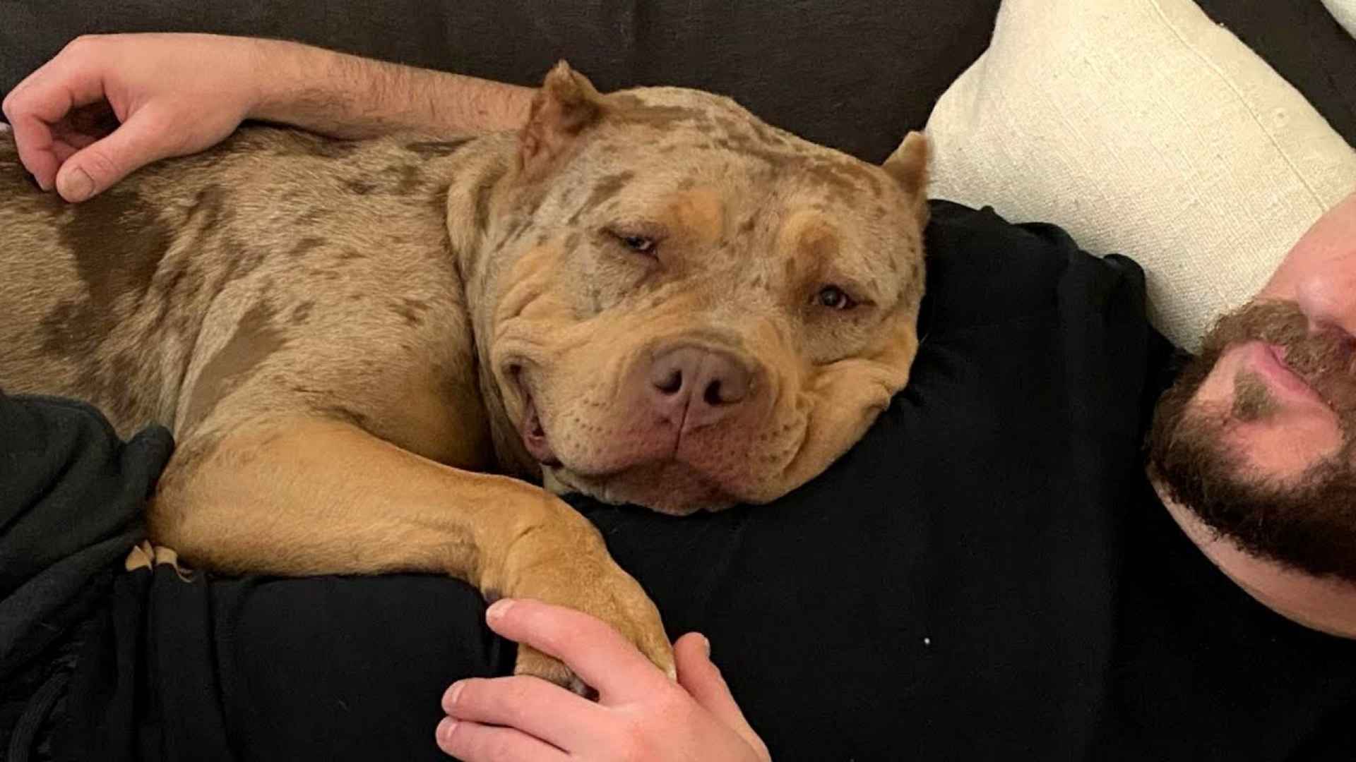 https://www.youtube.com/embed/LMMtYQmpWDs?si=7OXoTbwWh_U5MVDIaPup Rescued A New Beginning, Wrapped in an Old Love