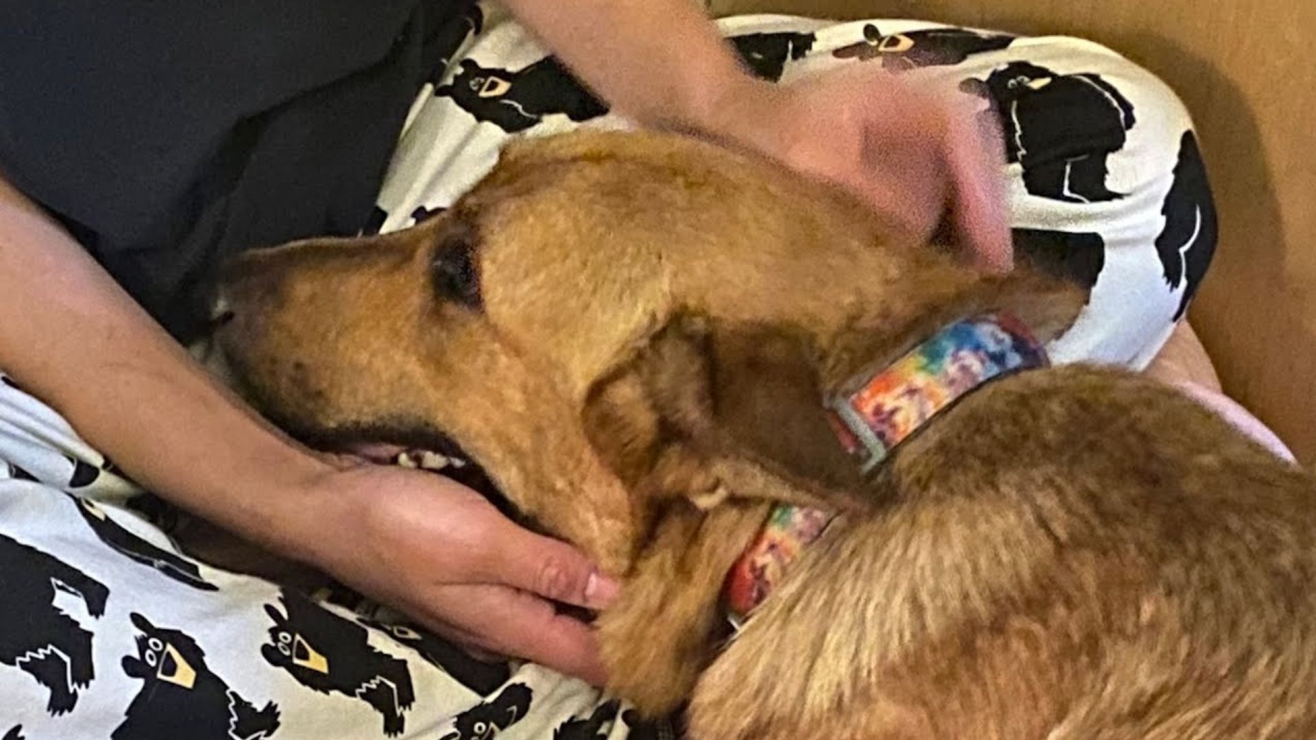 Rescue Dog’s Journey: From Heartbreak to Surrogate Mom Love