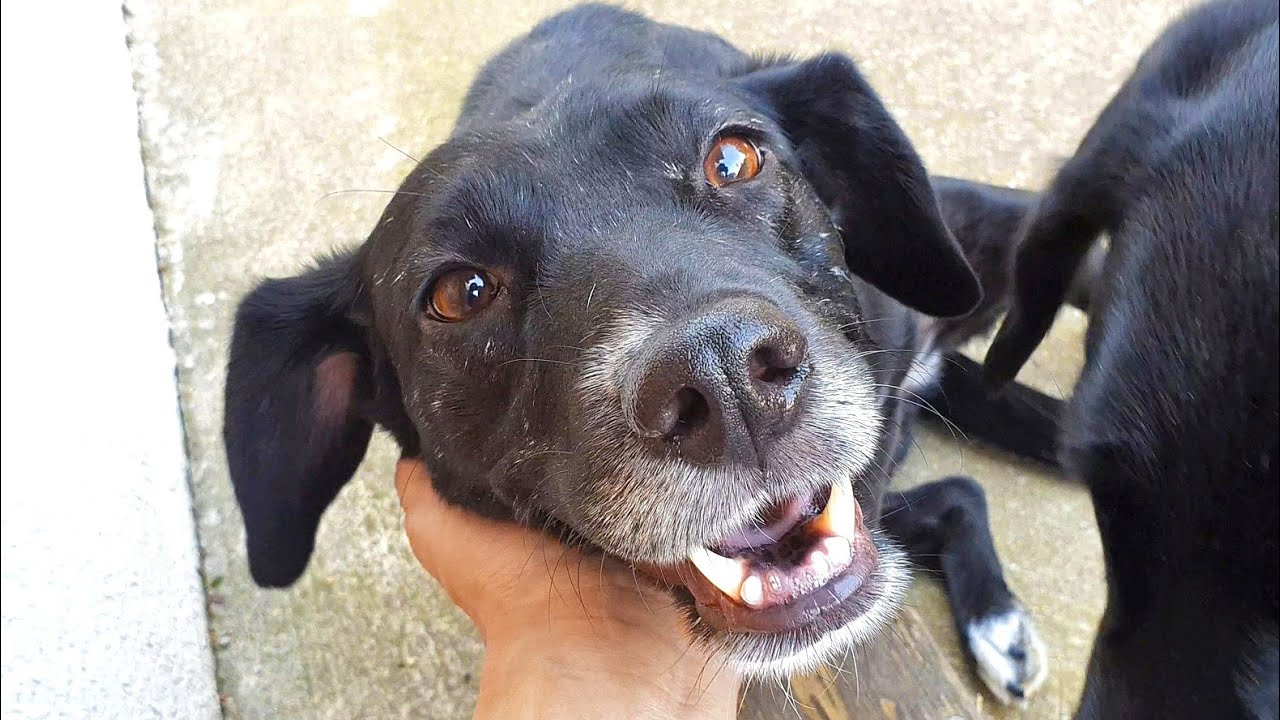 Rescued Dog Angel Finds Love After Years of Neglect