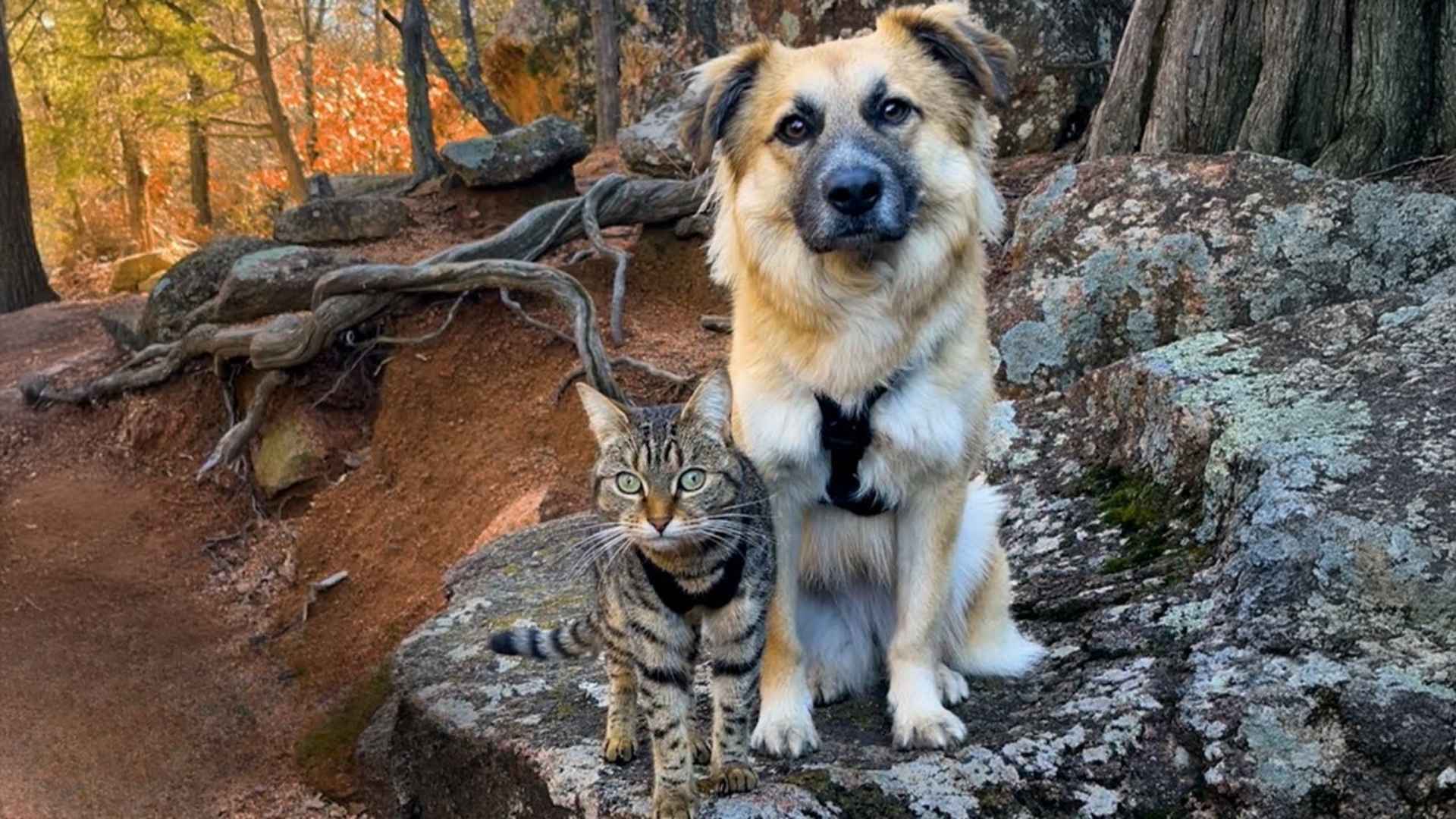 7 Most Gentle Dog Breeds for a Stress-Free Home Life
