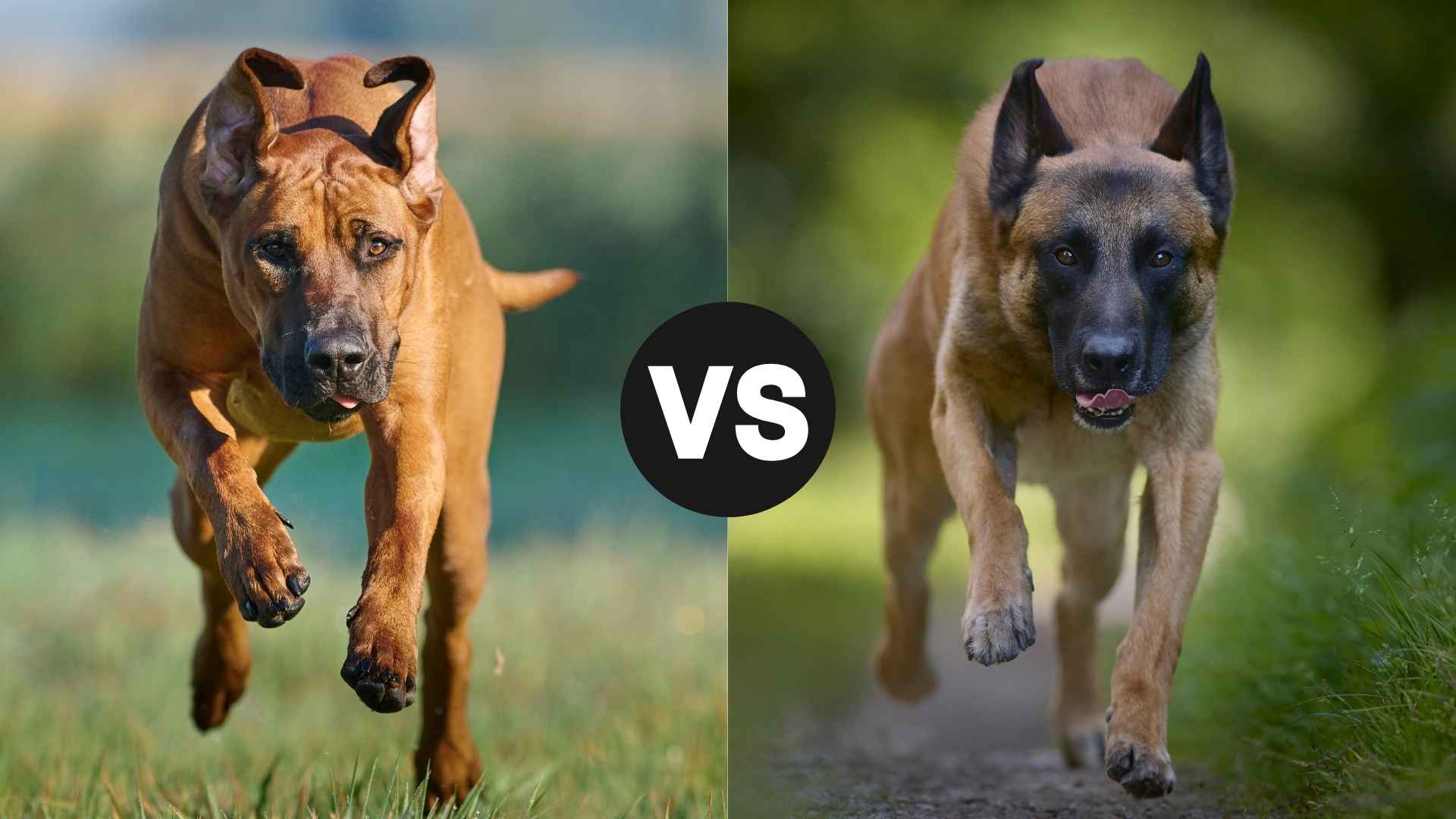 Rhodesian Ridgeback vs. Belgian Malinois: Which Breed Is Right for You?