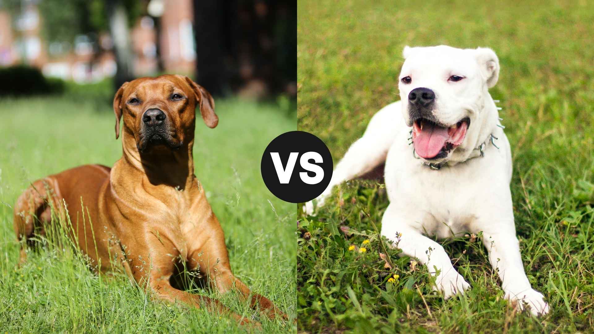 Rhodesian Ridgeback vs. Dogo Argentino The Ultimate Breed Face-Off