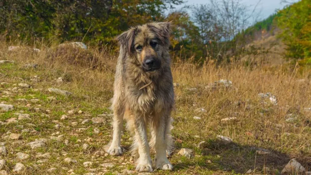 Romanian Mioritic Shepherd